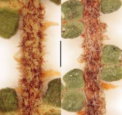 Gleichenia dicarpa. Indumentum on the adaxial surface of the β costa: group A (WELT P026809) at left; group B (WELT P026797) at right.  Scale bar = 1 mm.
 Image: L.R. Perrie © Te Papa 2014 CC BY-NC 3.0 NZ